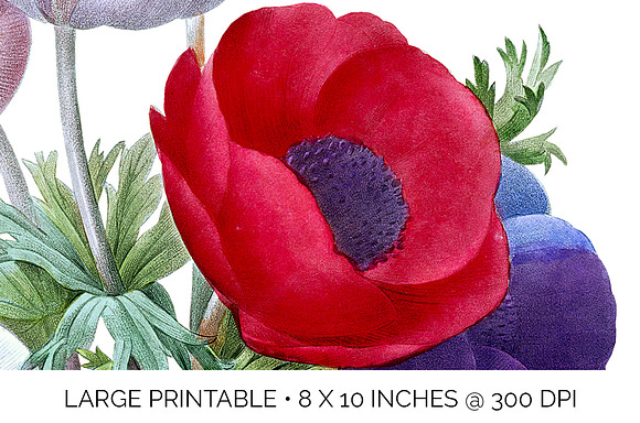Anemone Flower in Illustrations - product preview 4