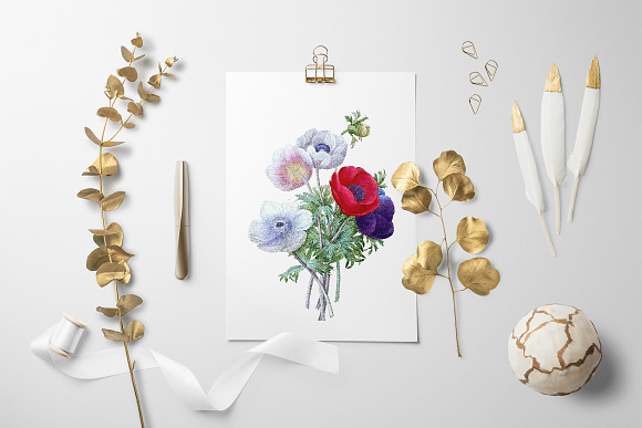 Anemone Flower in Illustrations - product preview 5