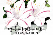 azalea indica alba Vintage Flowers