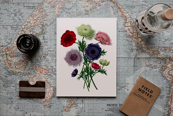 Anemone Flower in Illustrations - product preview 3