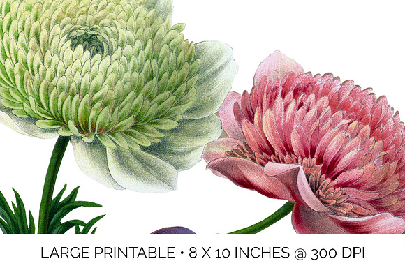 Anemone Flower in Illustrations - product preview 4