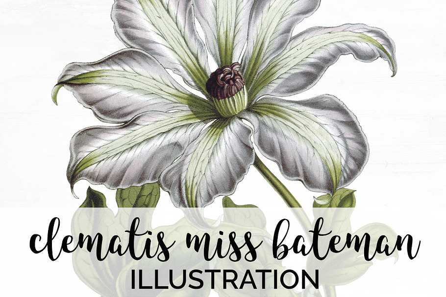 clematis miss bateman Vintage Flower in Illustrations - product preview 8
