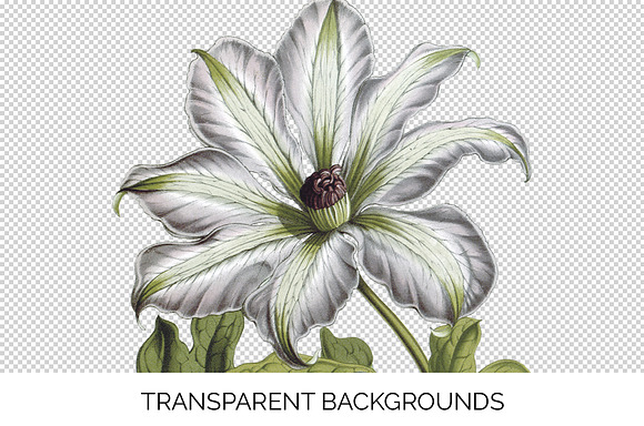clematis miss bateman Vintage Flower in Illustrations - product preview 2