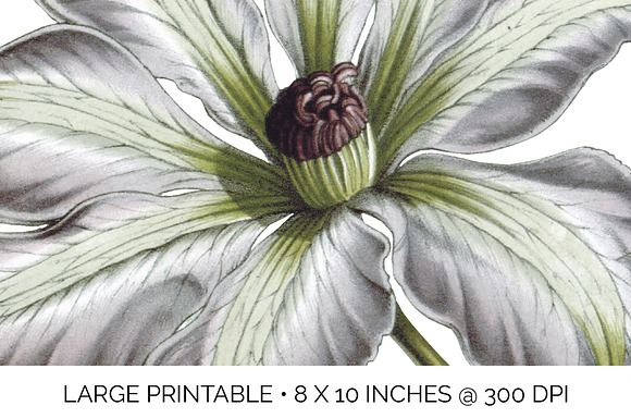 clematis miss bateman Vintage Flower in Illustrations - product preview 4