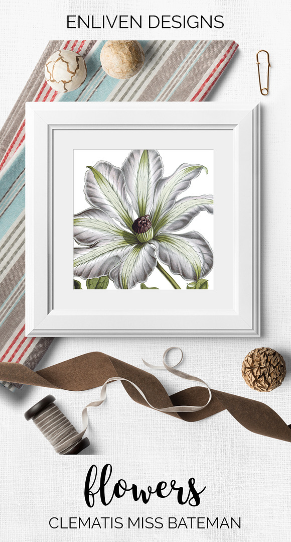 clematis miss bateman Vintage Flower in Illustrations - product preview 7