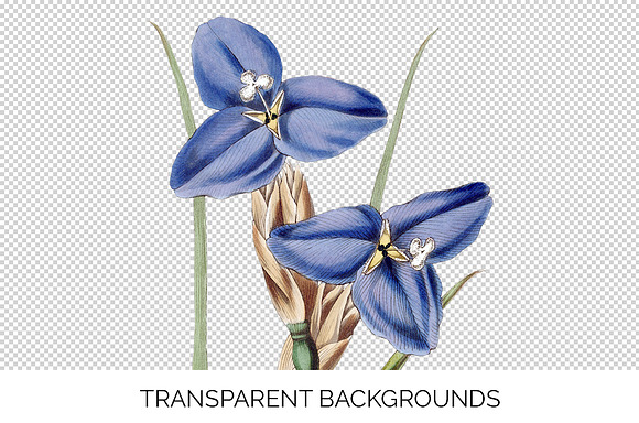 sapphire patersonia Vintage Flowers in Illustrations - product preview 2