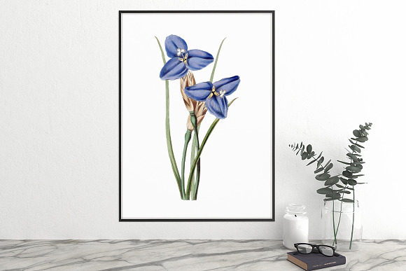 sapphire patersonia Vintage Flowers in Illustrations - product preview 3