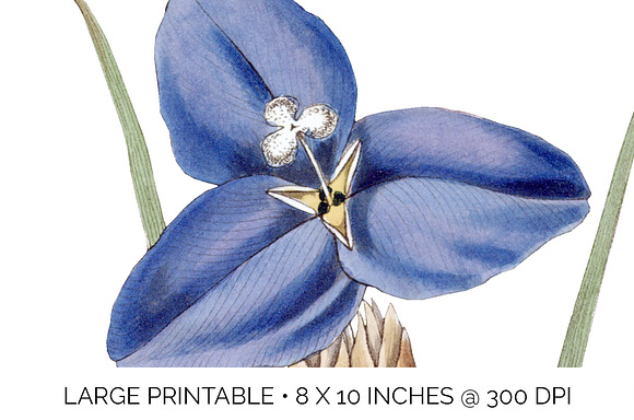 sapphire patersonia Vintage Flowers in Illustrations - product preview 4