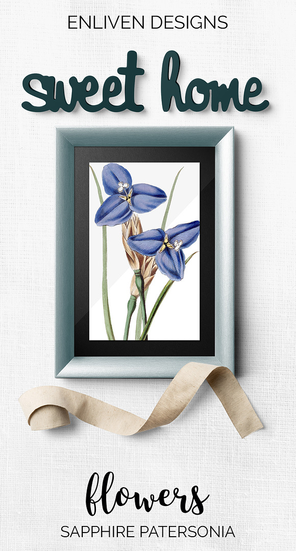 sapphire patersonia Vintage Flowers in Illustrations - product preview 7