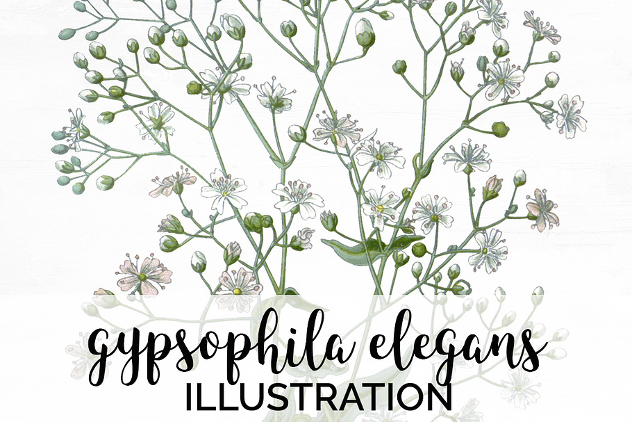 gypsophila elegans Vintage Flowers