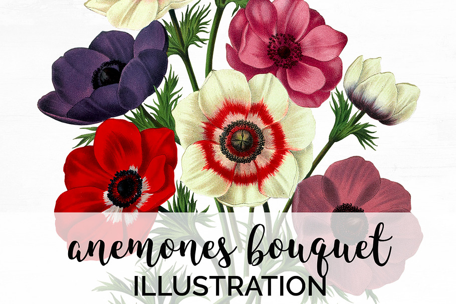 Anemone Flower in Illustrations - product preview 8