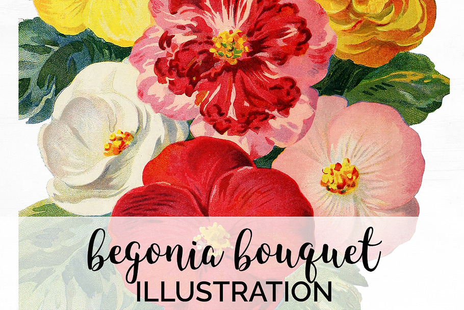 begonia bouquet Vintage Flowers in Illustrations - product preview 8