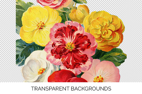 begonia bouquet Vintage Flowers in Illustrations - product preview 1
