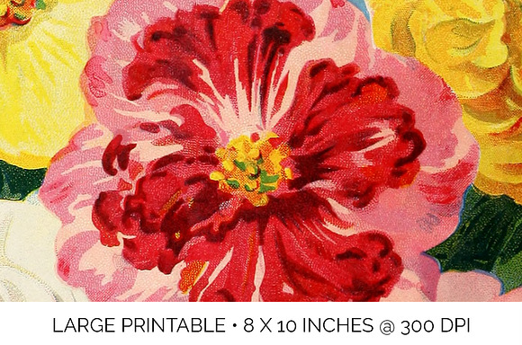 begonia bouquet Vintage Flowers in Illustrations - product preview 3