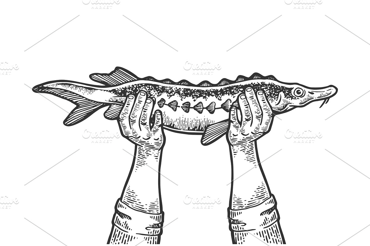 Hands with fish engraving vector in Illustrations - product preview 8
