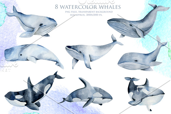 Sea life. Watercolor clip art. in Illustrations - product preview 3
