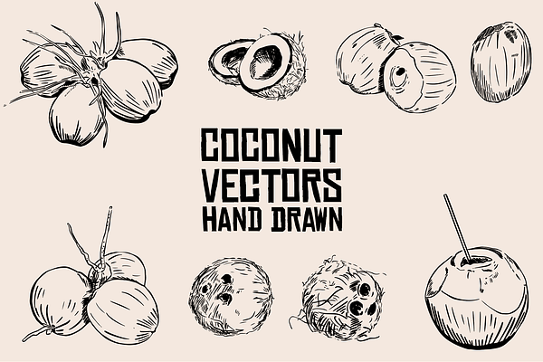 Coconut  Vector Hand Drawn