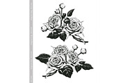 Hand sketched set of white roses