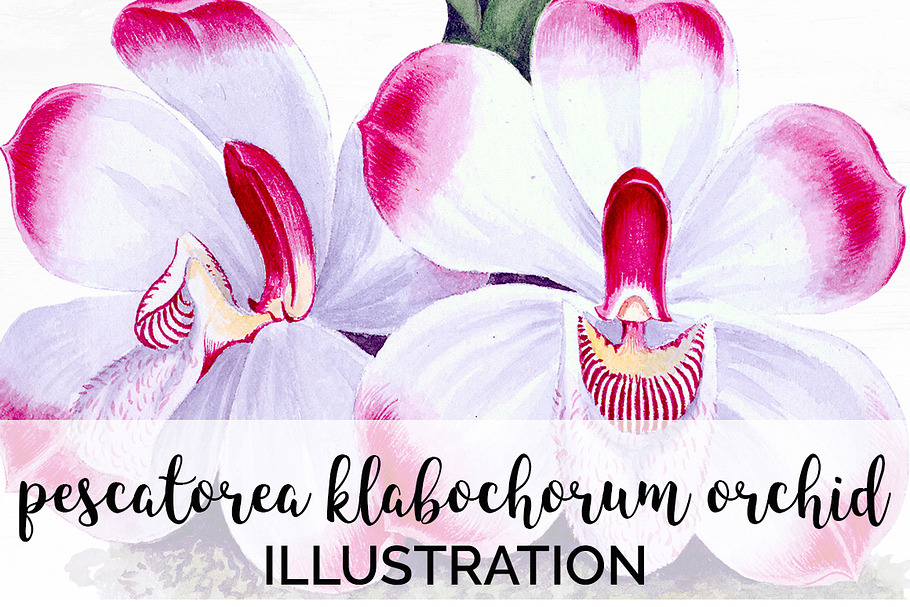 pescatorea klabochorum orchid Flower in Illustrations - product preview 8