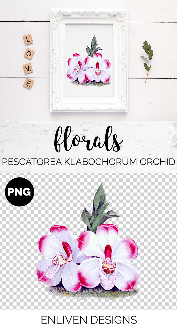 pescatorea klabochorum orchid Flower in Illustrations - product preview 1