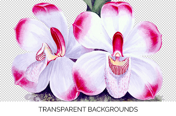 pescatorea klabochorum orchid Flower in Illustrations - product preview 2