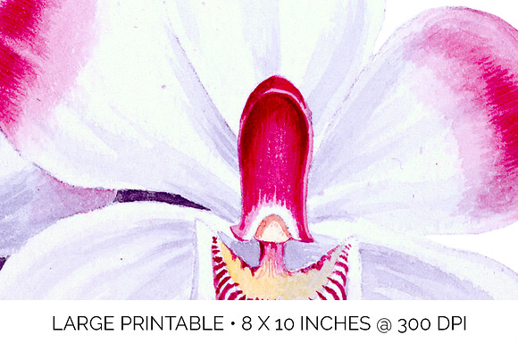 pescatorea klabochorum orchid Flower in Illustrations - product preview 4