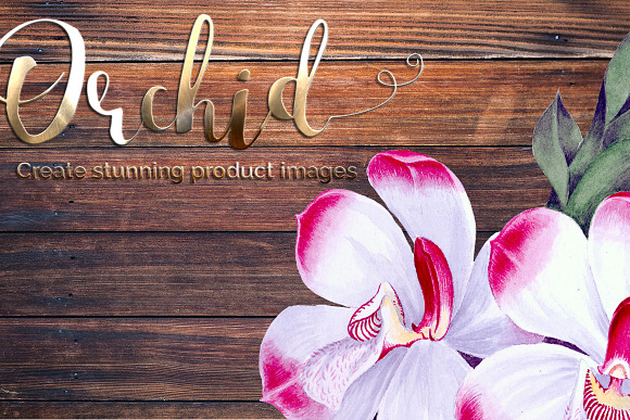 pescatorea klabochorum orchid Flower in Illustrations - product preview 5