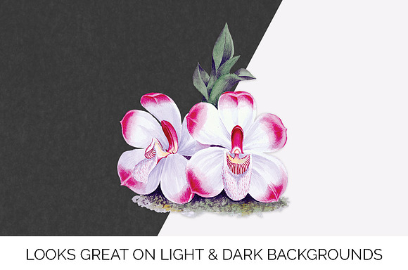 pescatorea klabochorum orchid Flower in Illustrations - product preview 6