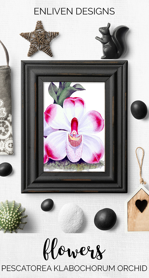 pescatorea klabochorum orchid Flower in Illustrations - product preview 7