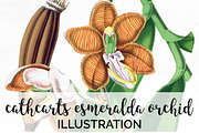 cathcarts esmeralda orchid Flowers