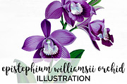 epistephium williamsii orchid Flower