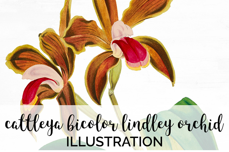 cattleya bicolor lindley orchid in Illustrations - product preview 8