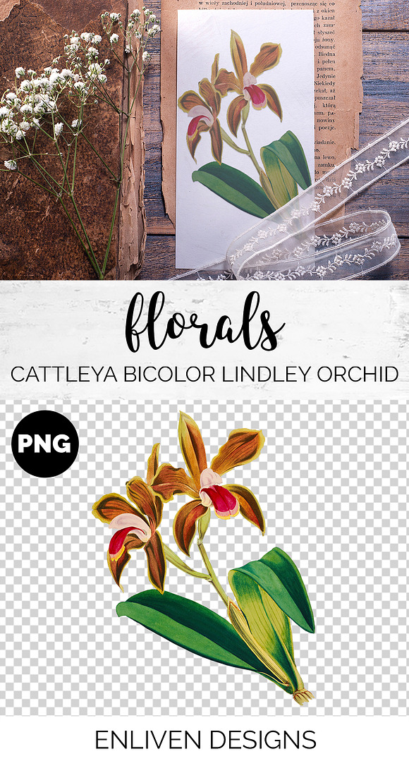 cattleya bicolor lindley orchid in Illustrations - product preview 1