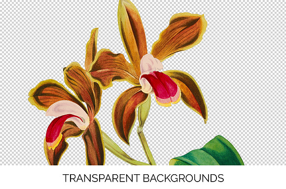 cattleya bicolor lindley orchid in Illustrations - product preview 2