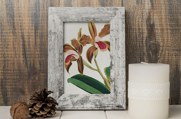 cattleya bicolor lindley orchid in Illustrations - product preview 3