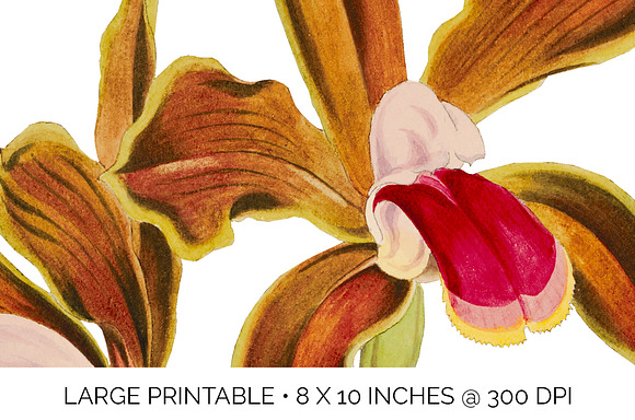 cattleya bicolor lindley orchid in Illustrations - product preview 4