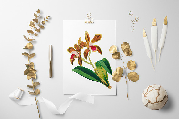 cattleya bicolor lindley orchid in Illustrations - product preview 5