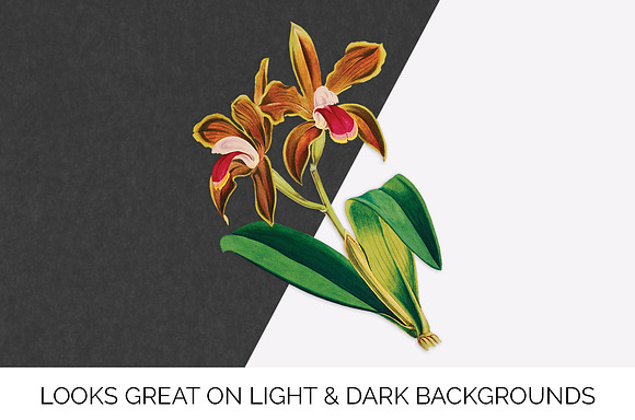 cattleya bicolor lindley orchid in Illustrations - product preview 6