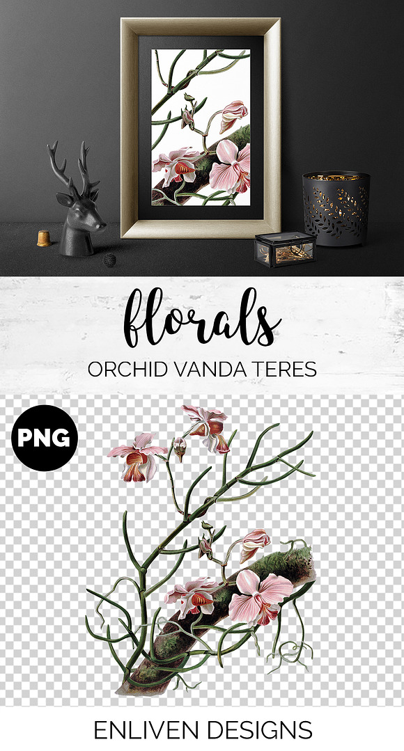 Orchid Pink Vanda Orchid in Illustrations - product preview 1