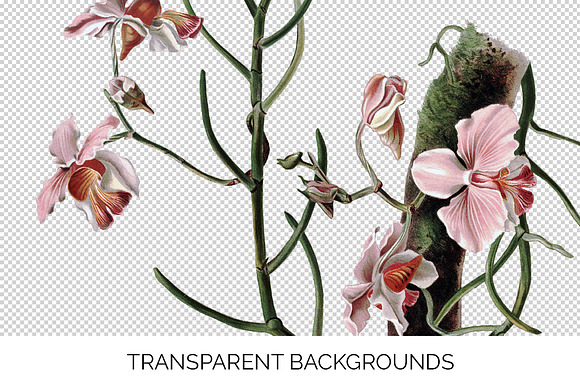 Orchid Pink Vanda Orchid in Illustrations - product preview 2