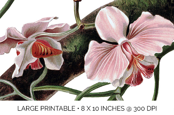 Orchid Pink Vanda Orchid in Illustrations - product preview 4