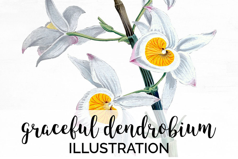 very graceful dendrobium Flowers in Illustrations - product preview 8