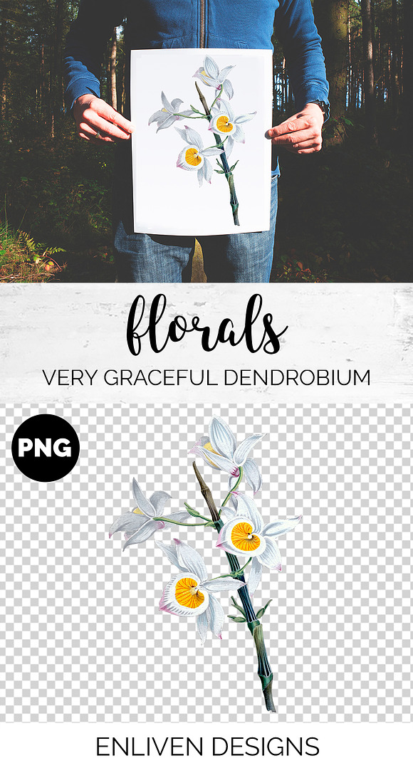 very graceful dendrobium Flowers in Illustrations - product preview 1