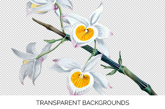 very graceful dendrobium Flowers in Illustrations - product preview 2