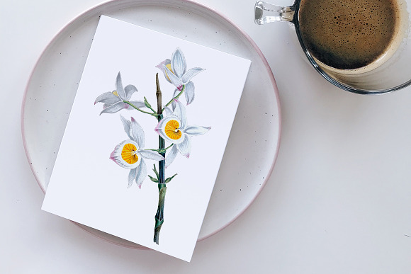 very graceful dendrobium Flowers in Illustrations - product preview 3