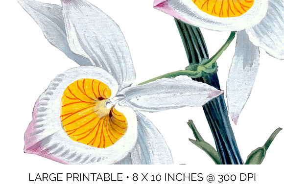 very graceful dendrobium Flowers in Illustrations - product preview 4