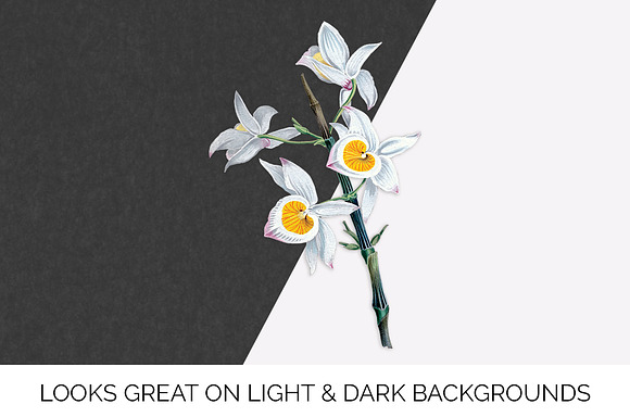 very graceful dendrobium Flowers in Illustrations - product preview 6