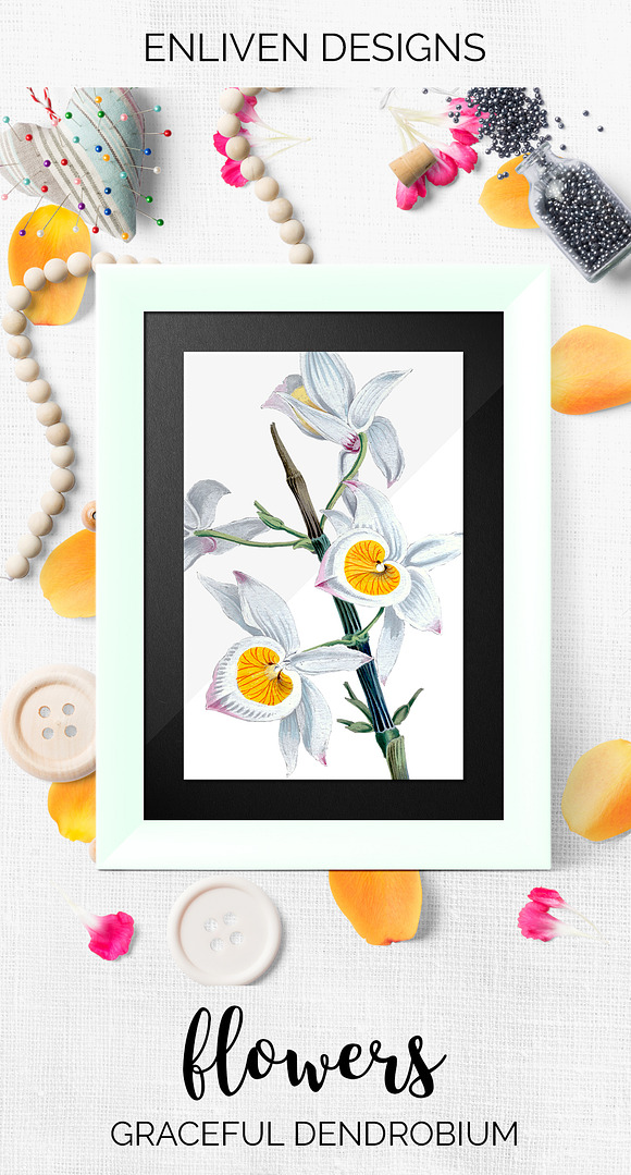 very graceful dendrobium Flowers in Illustrations - product preview 7