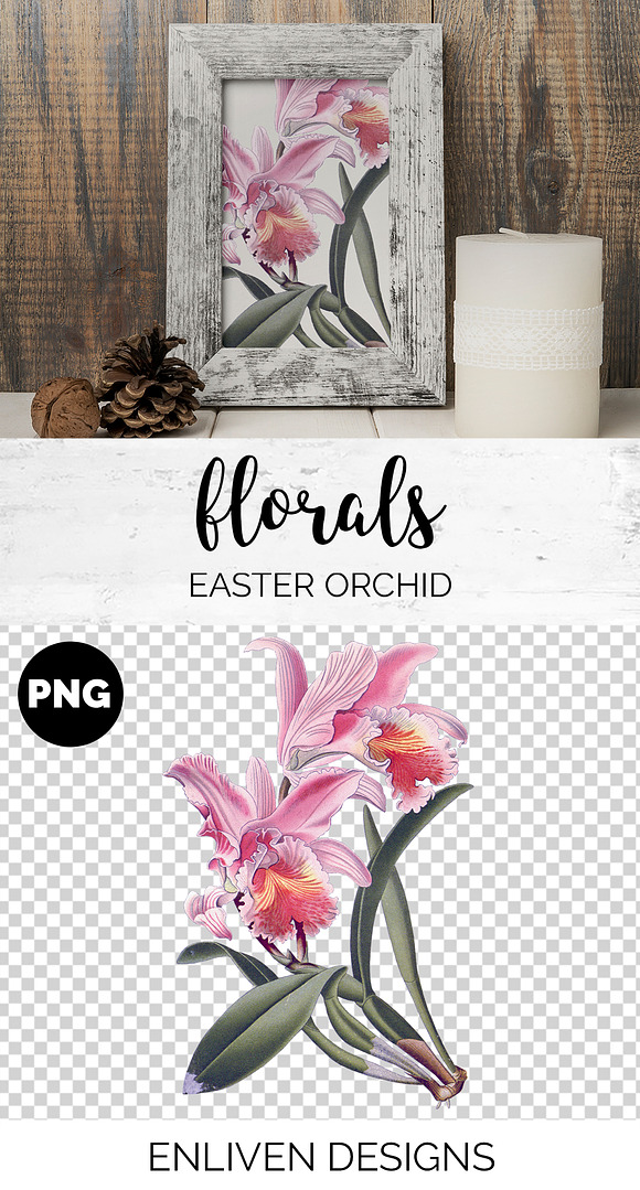 Orchid Pink Easter Orchid in Illustrations - product preview 1