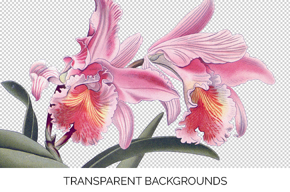 Orchid Pink Easter Orchid in Illustrations - product preview 2